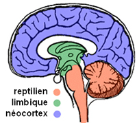 3 cerveaux kinesiologie