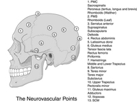 points neurovasculaires